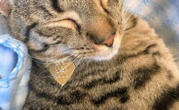 Pet Supplies Plus Sugar Land