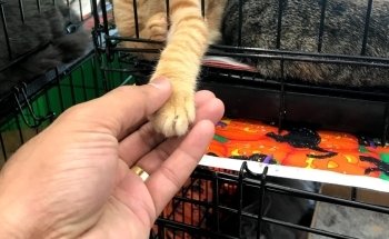 Pet Supplies Plus Sugar Land
