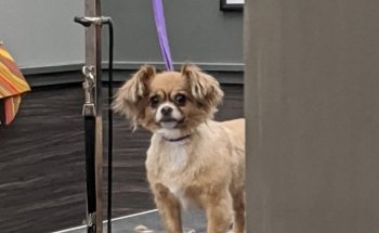 Pet Supplies Plus Sugar Land