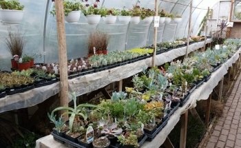 Handy Andy's Nursery
