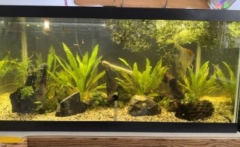 Handy Andy's Nursery