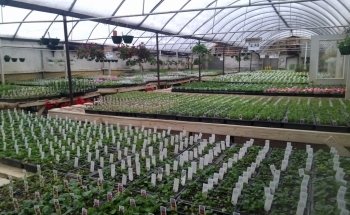 Handy Andy's Nursery