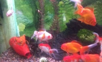 Acuario Green Waters
