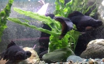 Acuario Green Waters