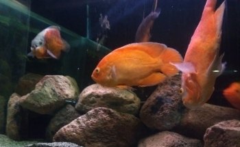 Acuario Green Waters