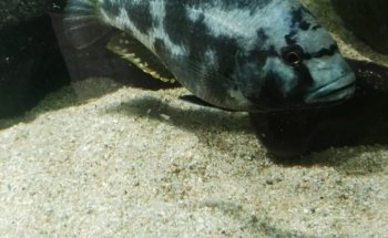 Acuario Green Waters