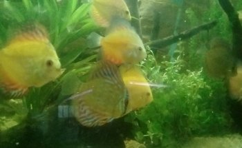 Acuario Green Waters