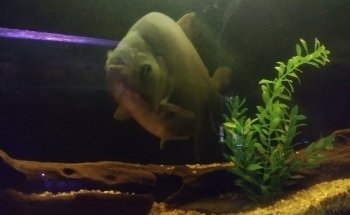 Acuario Green Waters