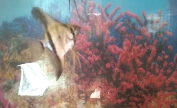 Acuario Green Waters