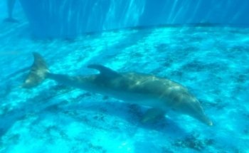 Dolphin Nursery