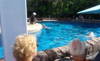 Dolphin Nursery