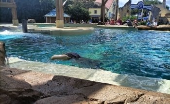 Dolphin Nursery