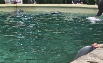 Dolphin Nursery