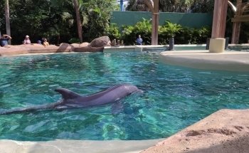 Guardería de Delfines