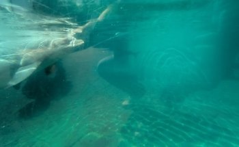 Dolphin Nursery