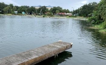 Dolphin Nursery