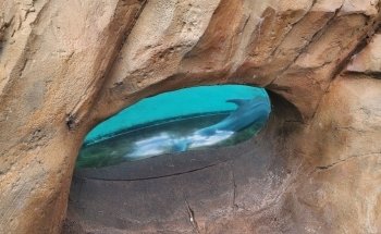 Dolphin Nursery