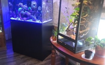 Caribbean Forest LLC
