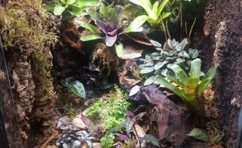 Caribbean Forest LLC