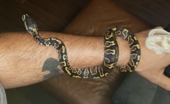 Pet's World