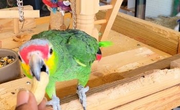 Pet's World