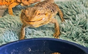Pet's World