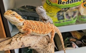 Pet's World