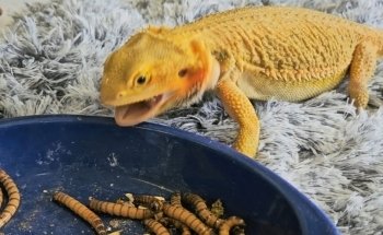 Pet's World