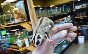 Pet's World