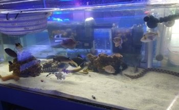 Violet Aquarium LLC