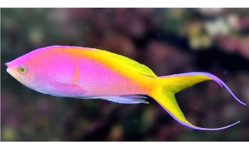 Violet Aquarium LLC