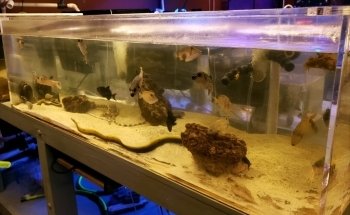 Violet Aquarium LLC