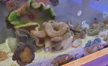 Violet Aquarium LLC