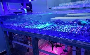 Violet Aquarium LLC