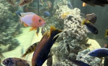 Finatic Aquatics