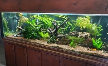 Finatic Aquatics