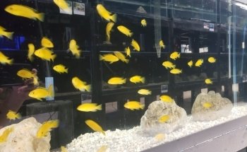 Finatic Aquatics