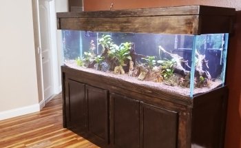 Finatic Aquatics