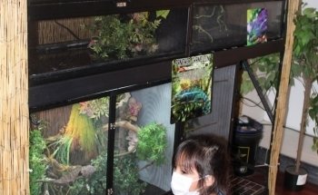 Fino's Rainforest