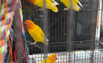 Fino's Rainforest