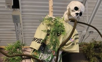 Fino's Rainforest