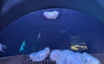 Marine Mammal Pavilion