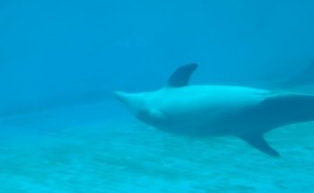 Marine Mammal Pavilion