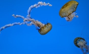 Marine Mammal Pavilion