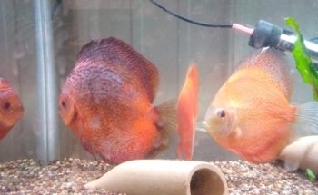 The Tropical Fish Shoppe Inc.