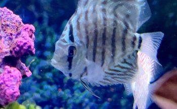 The Tropical Fish Shoppe Inc.