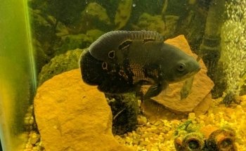 The Tropical Fish Shoppe Inc.