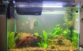 The Tropical Fish Shoppe Inc.