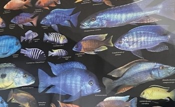 The Tropical Fish Shoppe Inc.