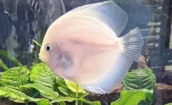 The Tropical Fish Shoppe Inc.